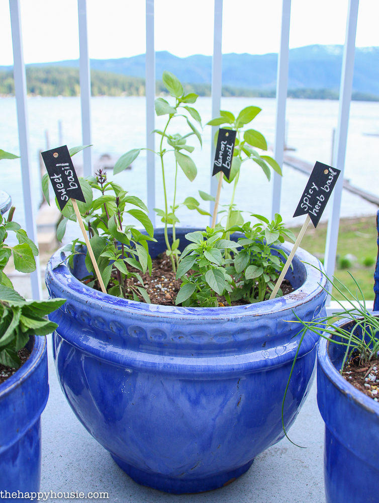Plant your very own kitchen herb garden in pots so you can have fresh herbs at your fingertips all summer long 11
