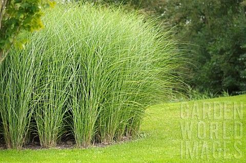 A lot of tall very green ornamental grass together growing beside a lawn.
